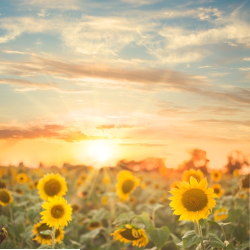 Sunflower for Sustainability